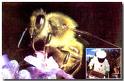 Copyright Terreetvolcans.free.fr - 3.4 ko